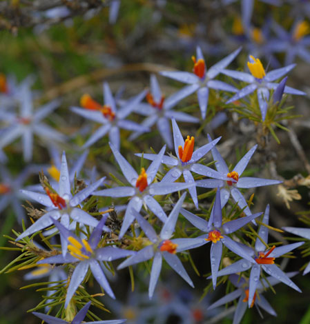 Calectasia cyanea close