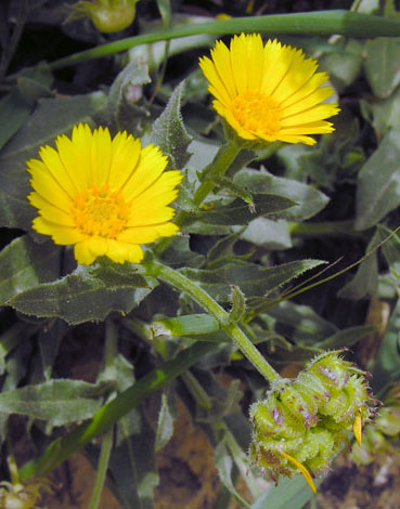 Calendula officinalis - actually C. arvensis