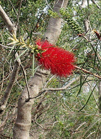 Callistemon rigidus close