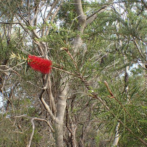 Callistemon rigidus whole