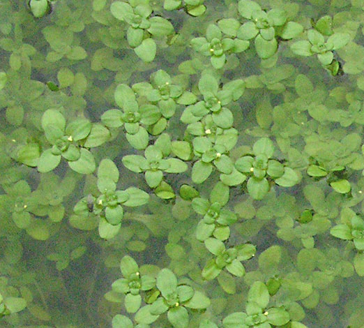 Callitriche stagnalis