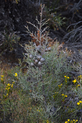 Callitris roei whole