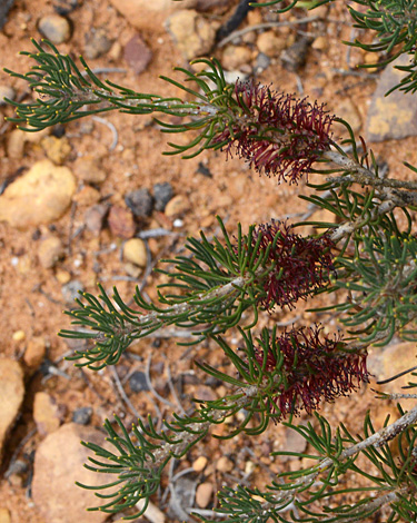 Calothamnus lehmannii close
