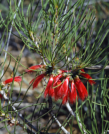 Calothamnus oldfieldii close