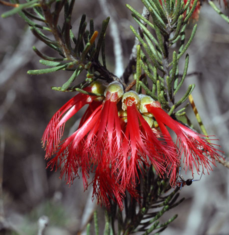 Calothamnus quadrifidus