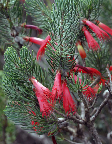Calothamnus quadrifidus whole