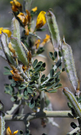 Calycotoma infesta fruit