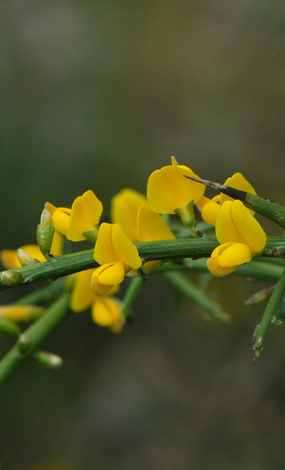 Calycotome villosa close