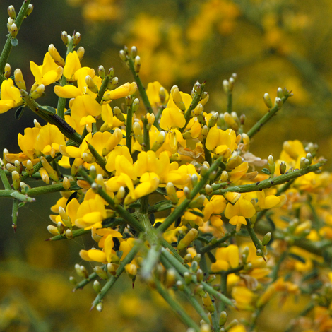 Calycotome villosa whole