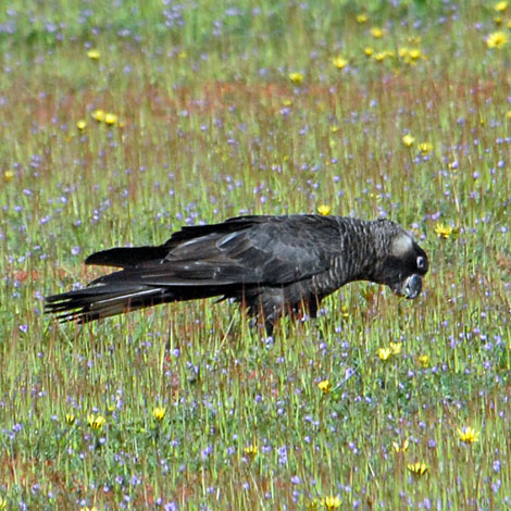 Calyptorhynchus latirostris whole