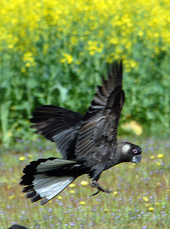 Calyptorhynchus latirostris in flight