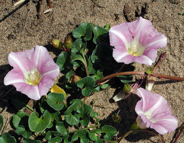 Calystegia soldanella