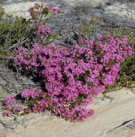 Calytrix brevifolia whole