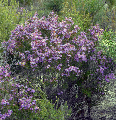 Calytrix leschenaultii whole