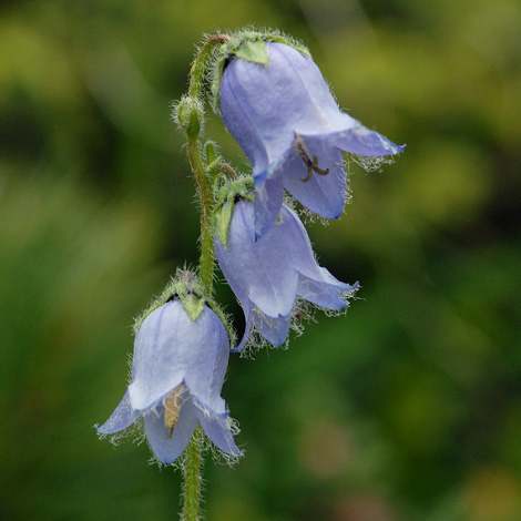 Campanula barbata close