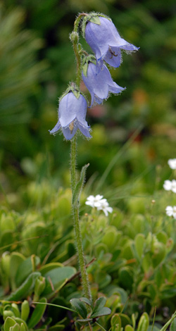 Campanula barbata whole