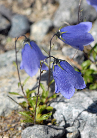 Campanula cochlearifolia close