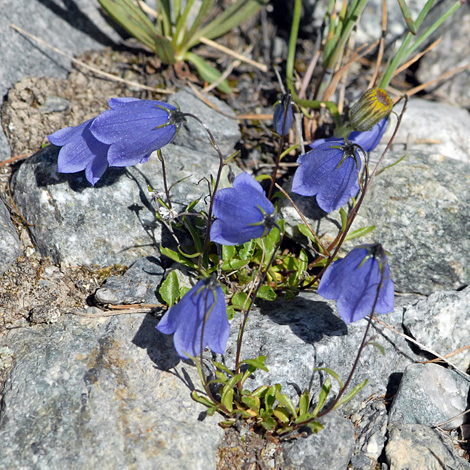 Campanula cochlearifolia whole