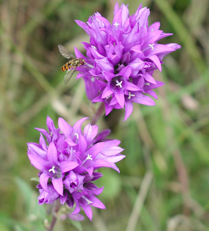 Campanula glomerata