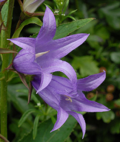 Campanula latifolia flower