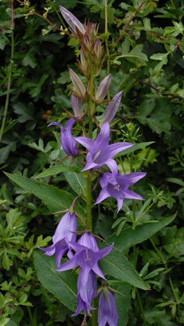 Campanula latifolia whole