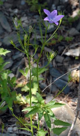 Campanual patula whole