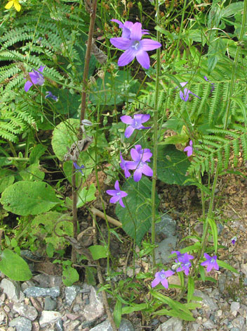 Campanula patula whole