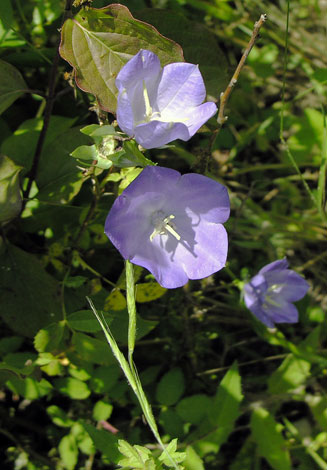 Campanula persicifolia blue