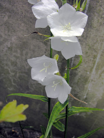 Campanula persicifolia white