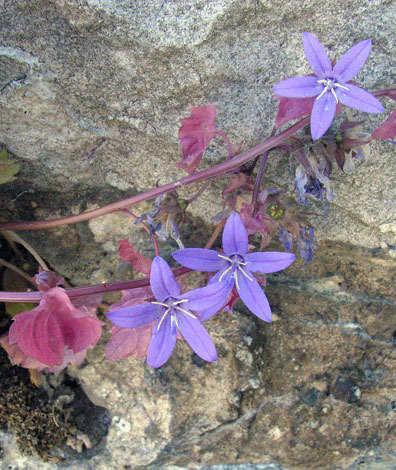Campanula poscharskyarna whole