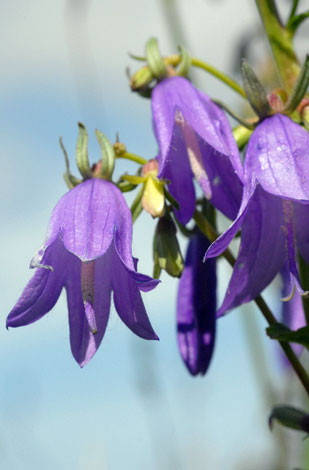 Campanula rapunculoides close