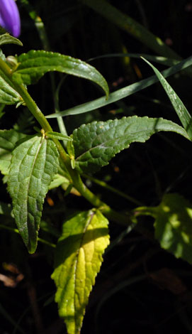Campanula rapunculoides leaves