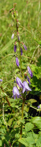 Campanula rapunculoides whole