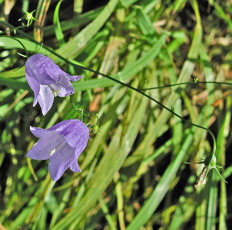 Campanula rotundifolia