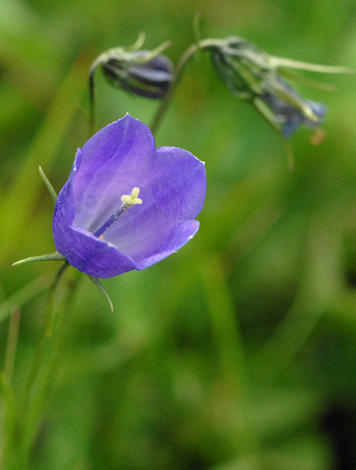 Campanula scheuchzeri close