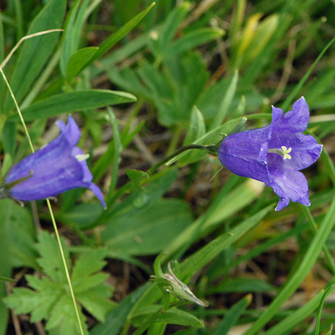 Campanula scheuchzeri whole