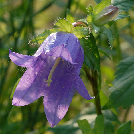 Campanula trachelium Italy