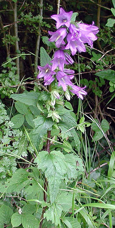 Campanula trachelium whole