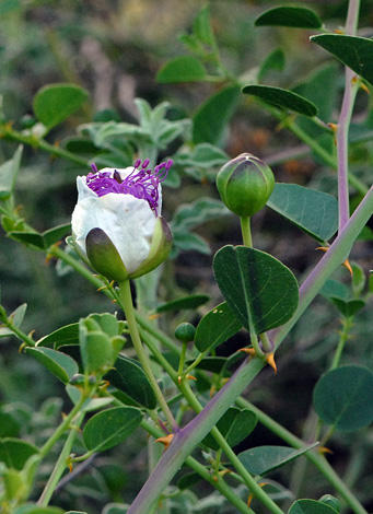 Capparis spinosa bud