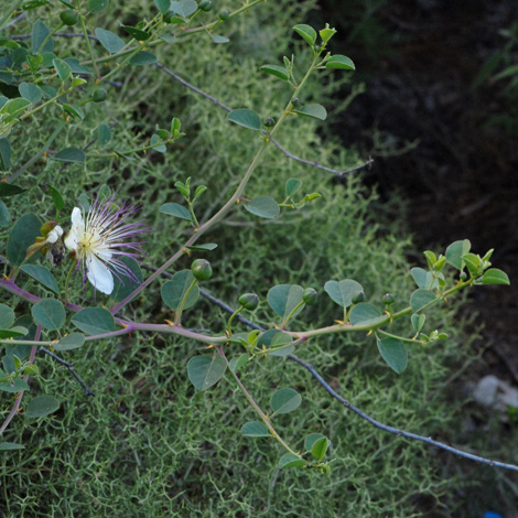 Capparis spinosa whole