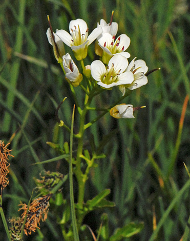 cardamine amara close Alps