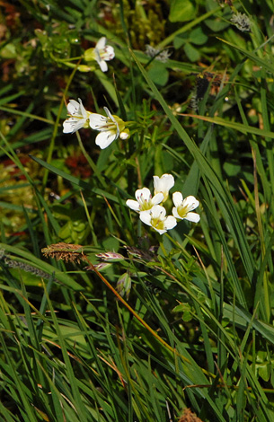 cardamine amara whole Alps