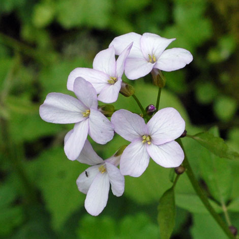 Cardamine bulbifera close