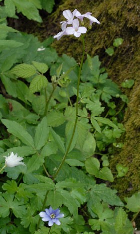 Cardamine bulbifera whole