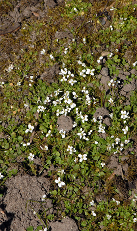 Cardamine corymbosa group