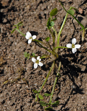 Cardamine corymbosa whole