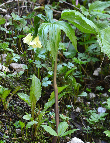 Cardamine enneaphyllos close