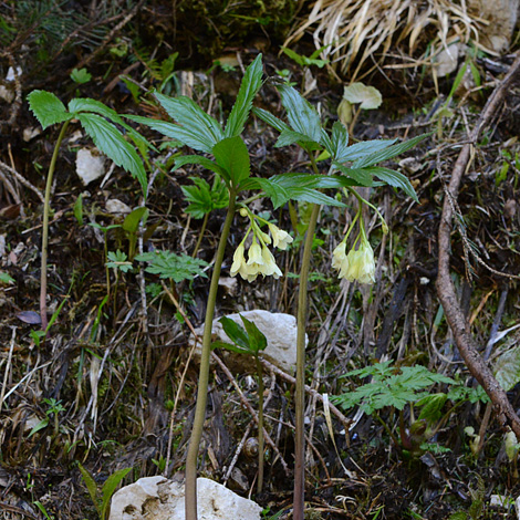 Cardamine enneaphyllos whole