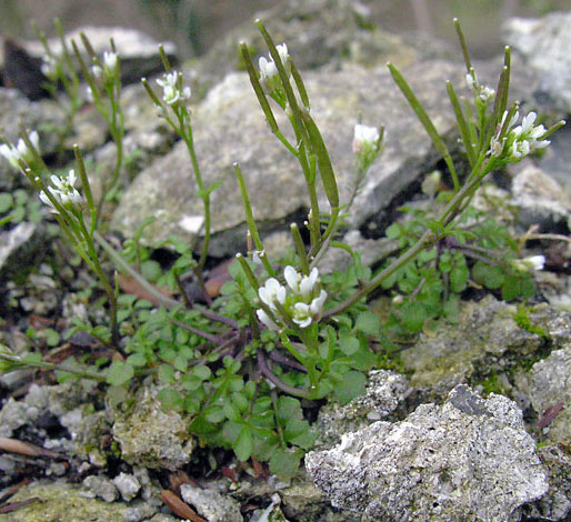 Cardamine hirsuta whole