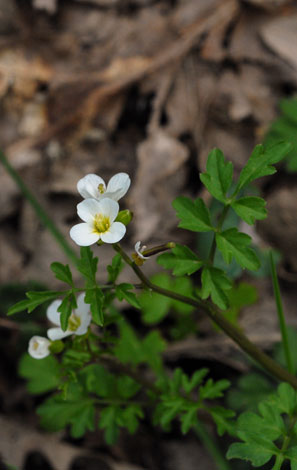 Cardamine plumieri whole